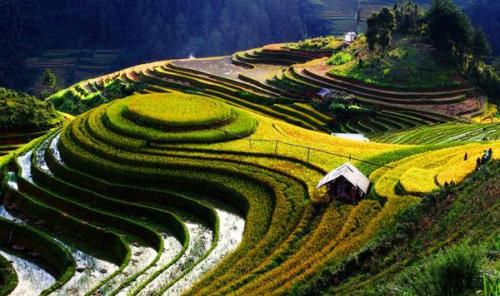 Yen Bai’s new terraced field complex attracts tourists and photographers