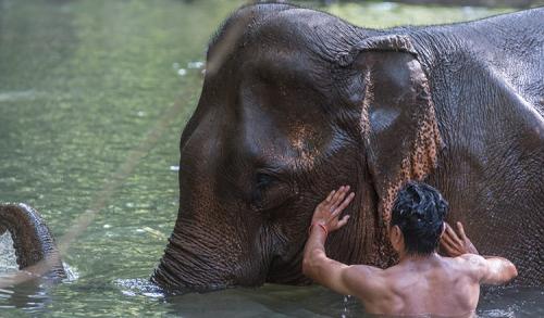 Cambodia to ban elephant rides at Angkor Wat