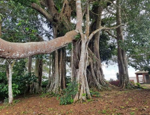 The first ancient tree of Dak Nong Province was recognized as a Heritage Tree