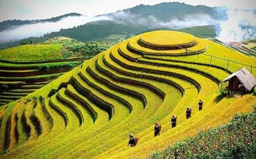 Culture and tourism week to highlight terraced rice fields in Ha Giang
