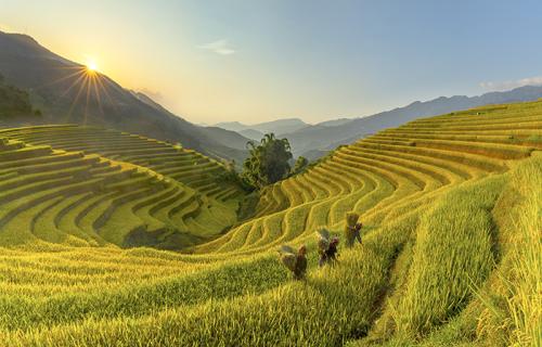 Gold harvests on mountains