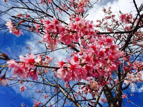 Da Lat among world top destinations to admire flowers
