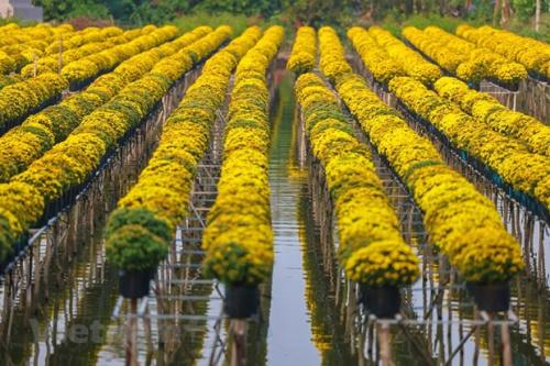 Dong Thap province works to promote development of eco tourism