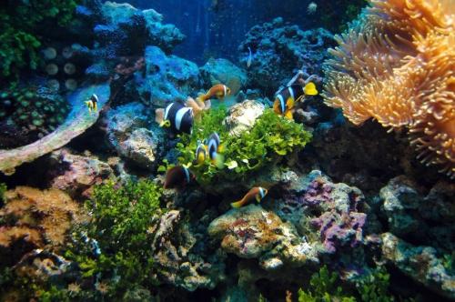 Namaste Coral Park, an ideal destination for visitors to Phu Quoc Island (Vietnam)